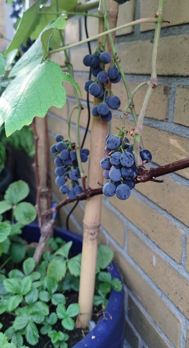 Erdbeertraube 'Isabella' / Weintraube 'Isabella' - Vitis 'Isabella'