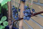Erdbeertraube 'Isabella' / Weintraube 'Isabella' - Vitis 'Isabella'