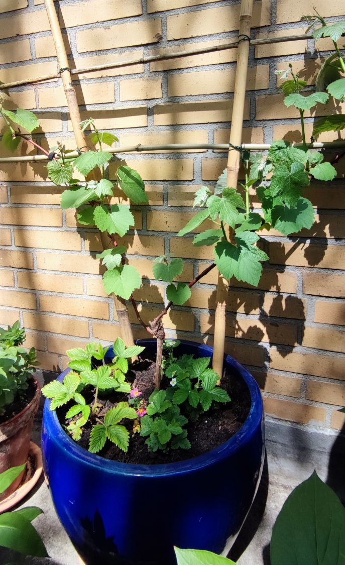 Erdbeertraube 'Isabella' / Weintraube 'Isabella' - Vitis 'Isabella'