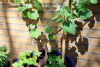 Erdbeertraube 'Isabella' / Weintraube 'Isabella' - Vitis 'Isabella'