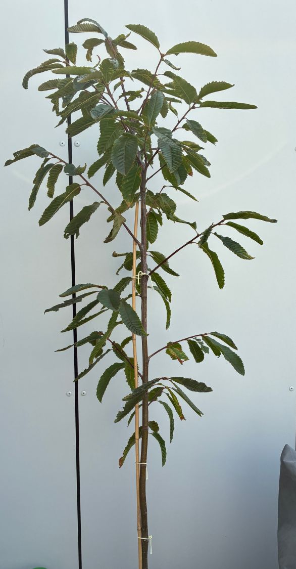 Esskastanie 'Annys Summer Red' - Castanea sativa 'Annys Summer Red'