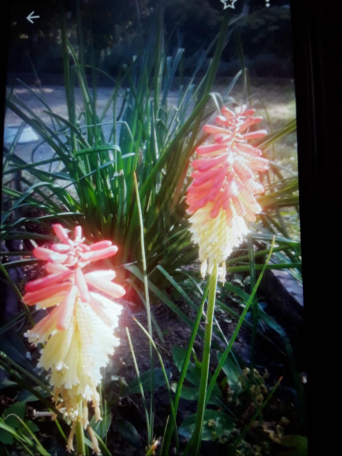 Fackellilie Pyromania 'Rocket's Red Glare' - Kniphofia Pyromania 'Rocket's Red Glare'