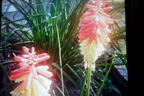 Fackellilie Pyromania 'Rocket's Red Glare' - Kniphofia Pyromania 'Rocket's Red Glare'
