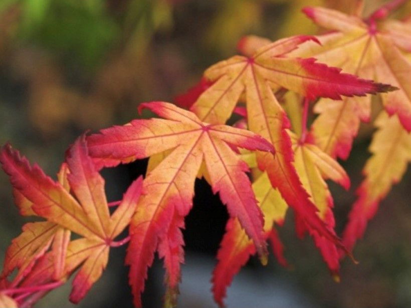 Fächer-Ahorn 'Seiun kaku' - Acer palmatum 'Seiun kaku'