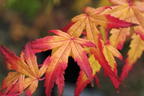 Fächer-Ahorn 'Seiun kaku' - Acer palmatum 'Seiun kaku'