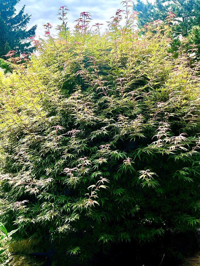 Fächerahorn 'Jerre Schwartz' - Acer palmatum 'Jerre Schwartz'