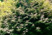 Fächerahorn 'Jerre Schwartz' - Acer palmatum 'Jerre Schwartz'