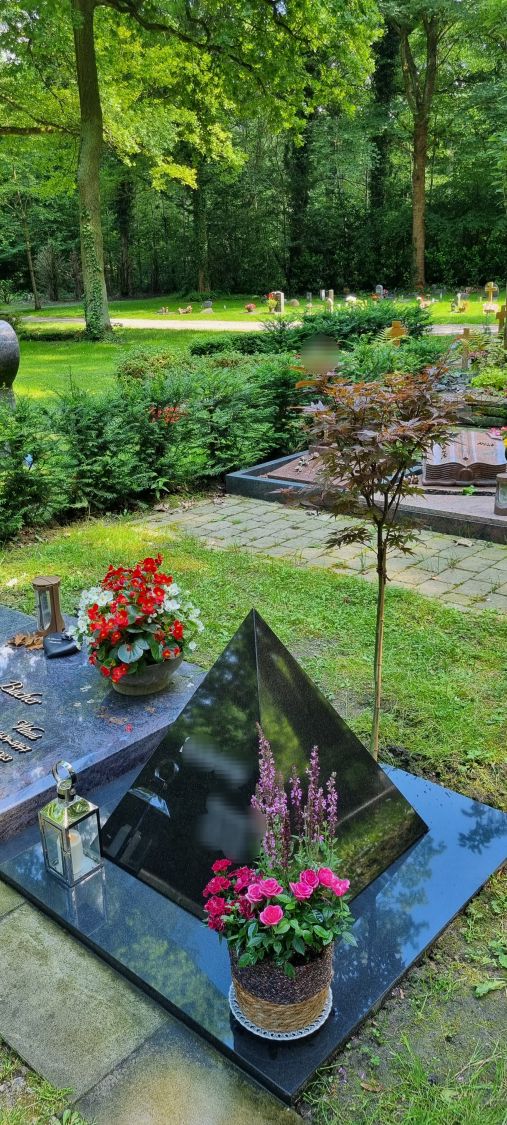 Fächerahorn 'Skeeter's Broom' - Acer palmatum 'Skeeter's Broom'