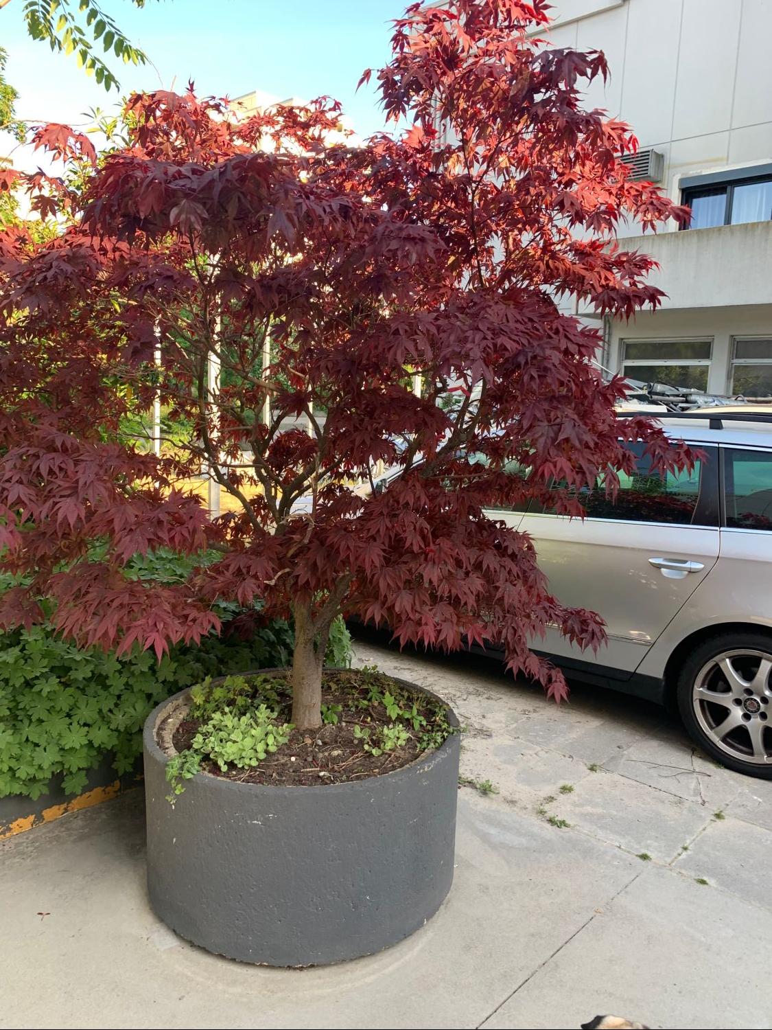Fächerahorn 'Skeeter's Broom' - Acer palmatum 'Skeeter's Broom'