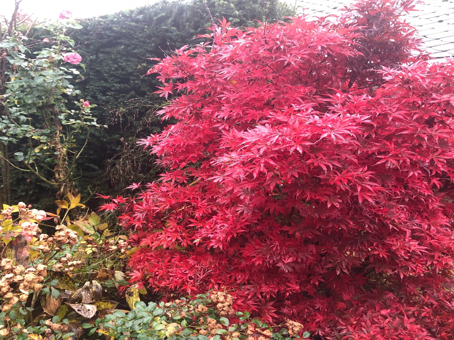 Fächerahorn 'Skeeter's Broom' - Acer palmatum 'Skeeter's Broom'