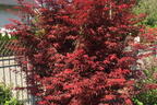 Fächerahorn 'Skeeter's Broom' - Acer palmatum 'Skeeter's Broom'
