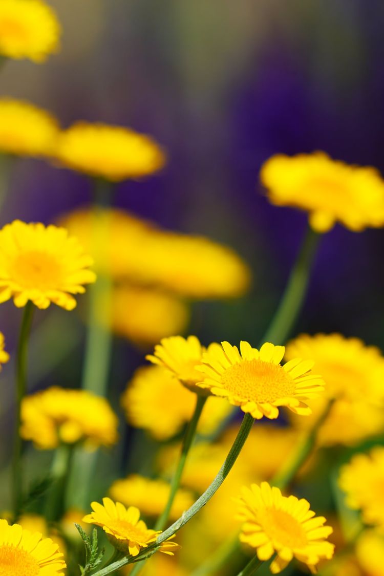 Färber-Hundskamille - Anthemis tinctoria