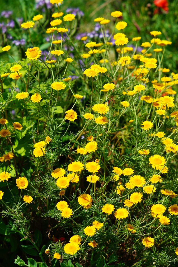 Färber-Hundskamille - Anthemis tinctoria