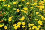 Färber-Hundskamille - Anthemis tinctoria