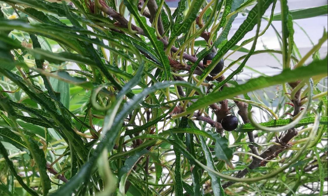 Farnblättriges Pulverholz 'Fine Line' ® - Rhamnus frangula 'Fine Line' ®