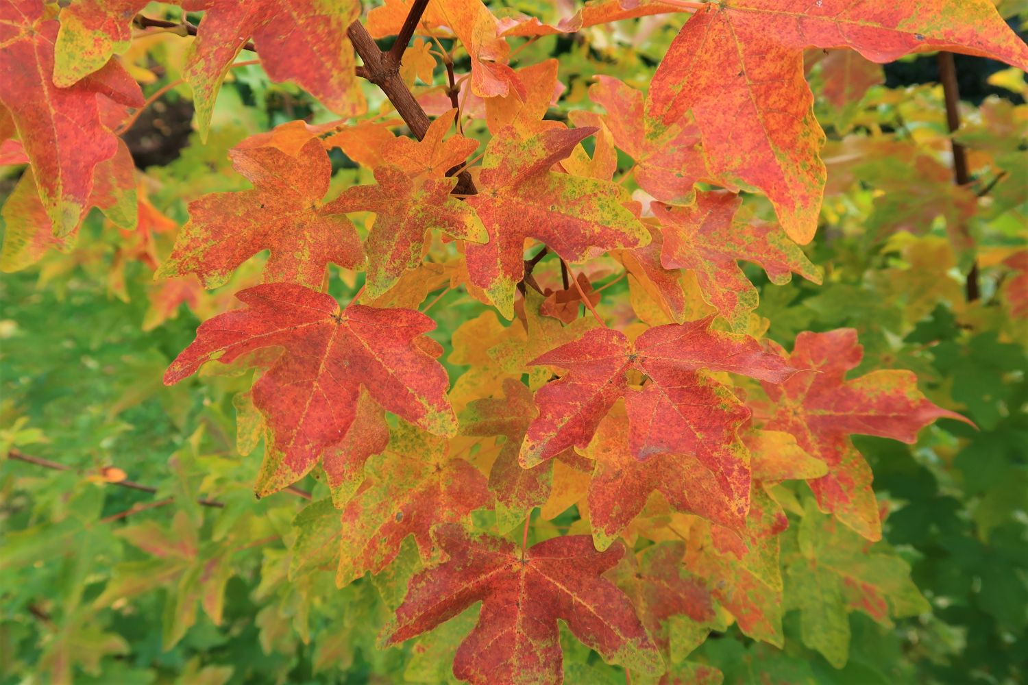 Feldahorn / Maßholder - Acer campestre