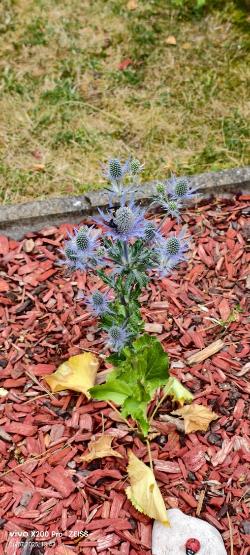 Flachblatt-Mannstreu 'Magical Blue Lagoon' - Eryngium planum 'Magical Blue Lagoon'