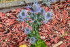 Flachblatt-Mannstreu 'Magical Blue Lagoon' - Eryngium planum 'Magical Blue Lagoon'