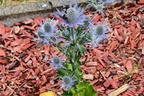 Flachblatt-Mannstreu 'Magical Blue Lagoon' - Eryngium planum 'Magical Blue Lagoon'