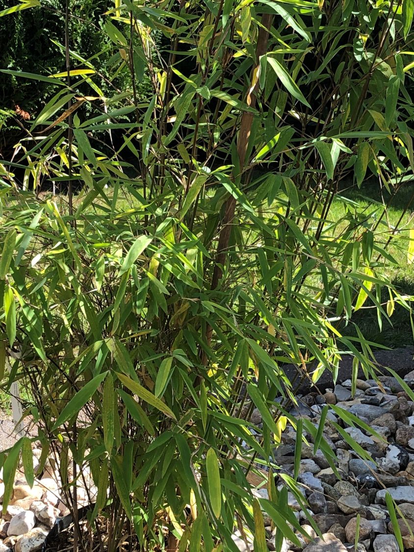 Fontänen-Schirmbambus 'Black Pearl' - Fargesia nitida 'Black Pearl'