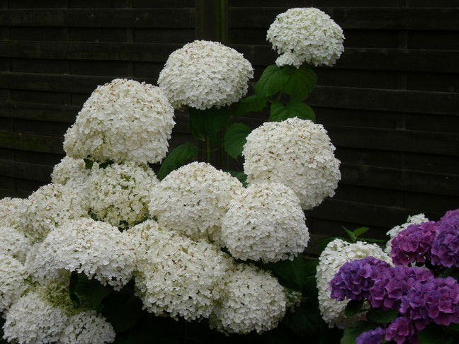 FreilandHortensie PROVEN WINNERS ® 'Incrediball' ® / 'Strong Annabelle