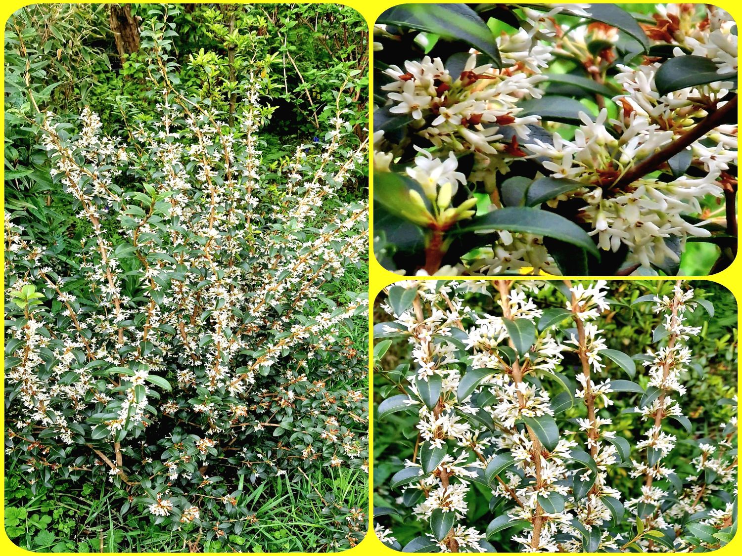 Frühlingsduftblüte - Osmanthus burkwoodii