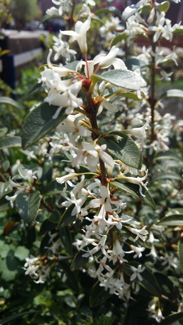 Frühlingsduftblüte - Osmanthus burkwoodii