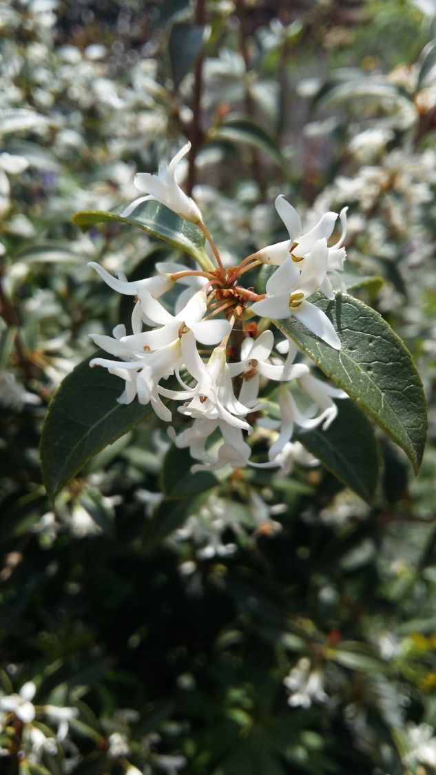 Frühlingsduftblüte - Osmanthus burkwoodii