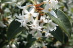 Frühlingsduftblüte - Osmanthus burkwoodii
