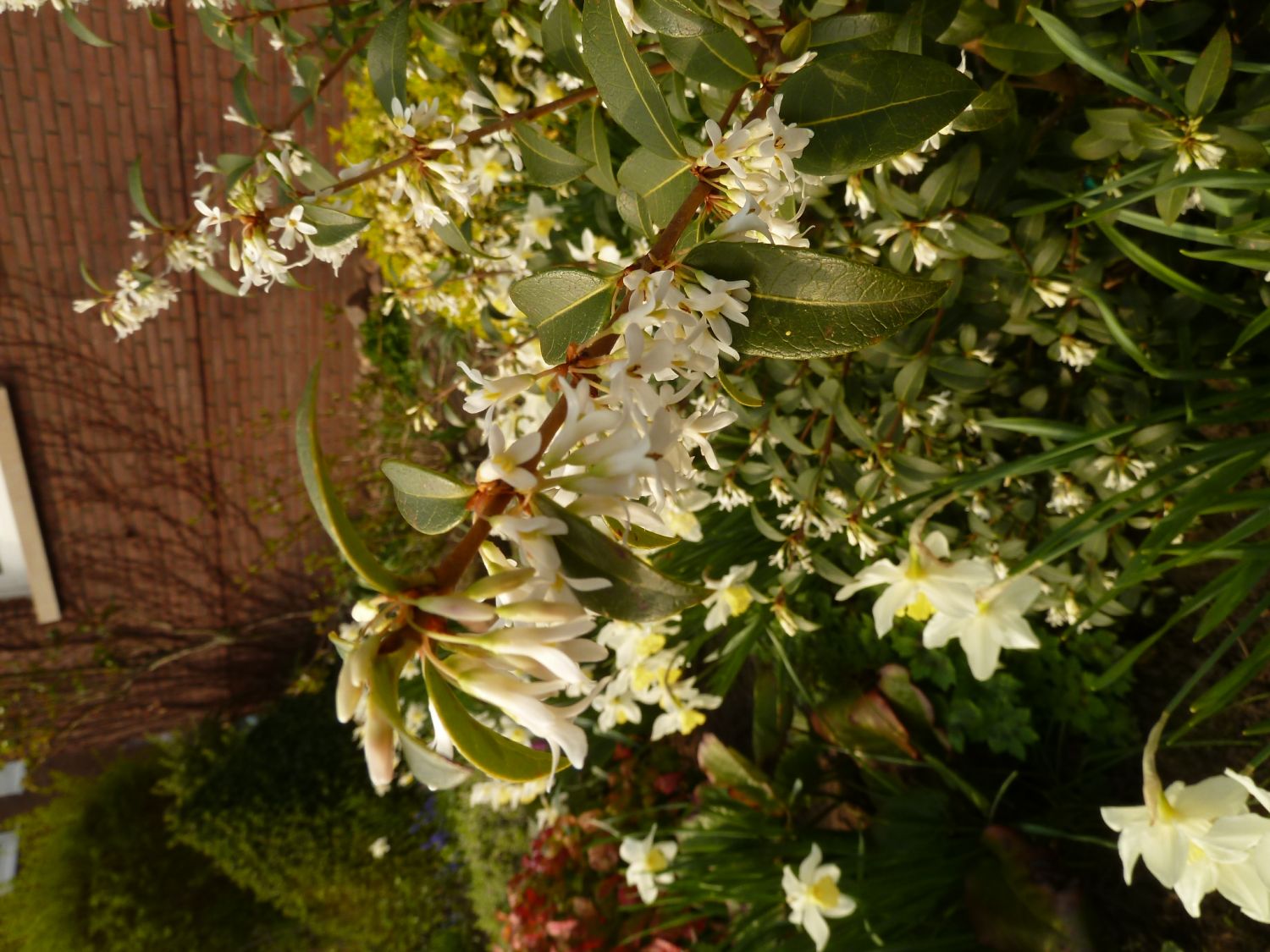 Frühlingsduftblüte - Osmanthus burkwoodii