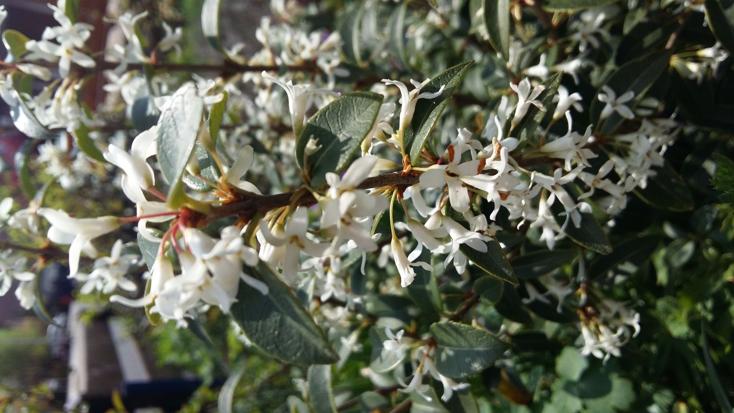 Frühlingsduftblüte - Osmanthus burkwoodii
