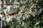 Frühlingsduftblüte - Osmanthus burkwoodii