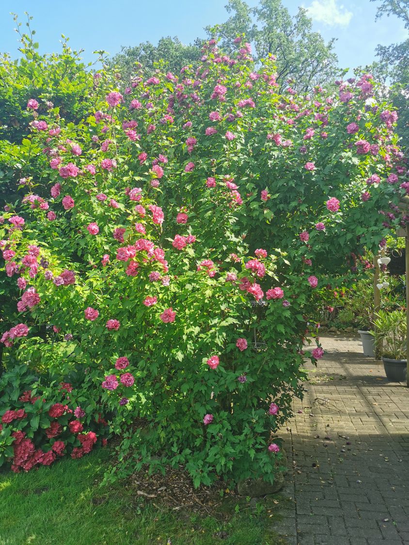 Garteneibisch 'French Cabaret ® Red' - Hibiscus syriacus 'French Cabaret ® Red'