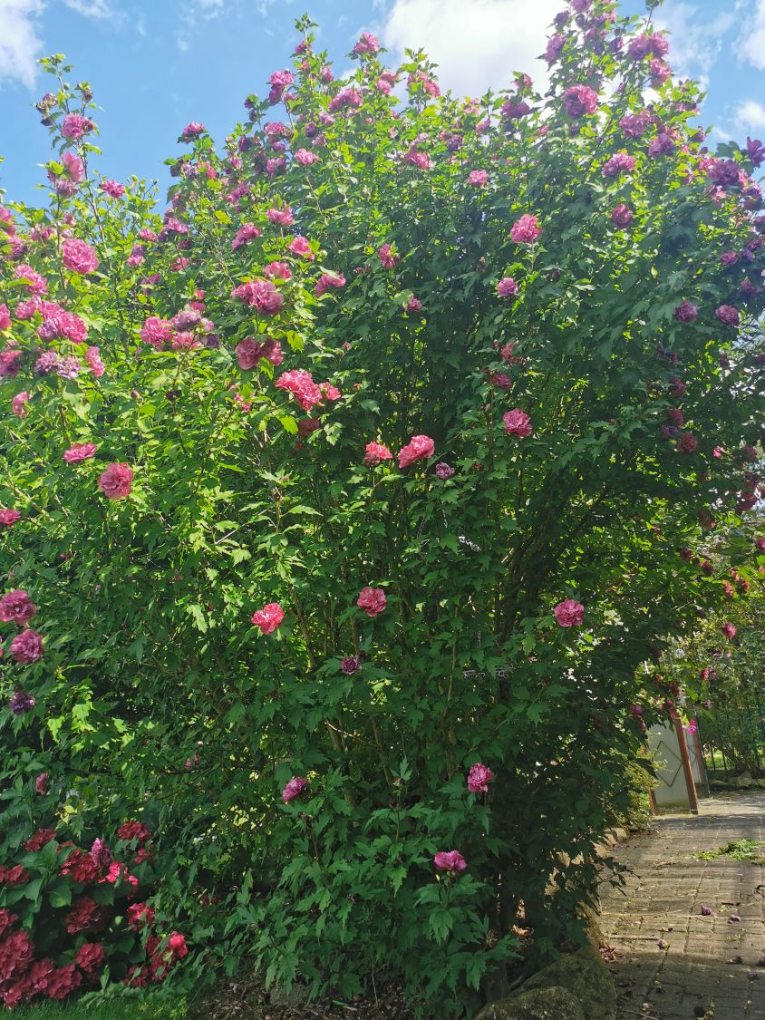 Garteneibisch 'French Cabaret ® Red' - Hibiscus syriacus 'French Cabaret ® Red'