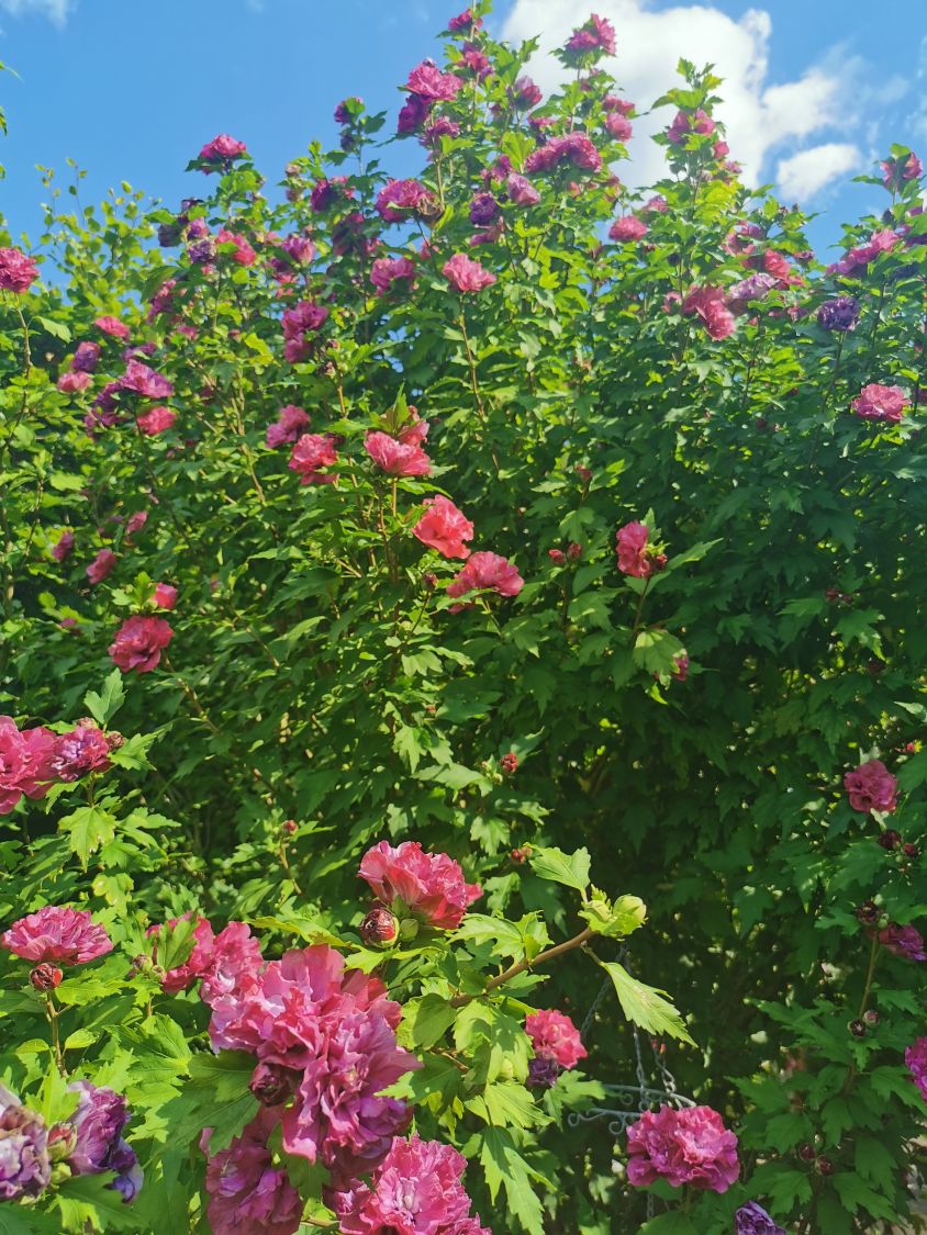 Garteneibisch 'French Cabaret ® Red' - Hibiscus syriacus 'French Cabaret ® Red'
