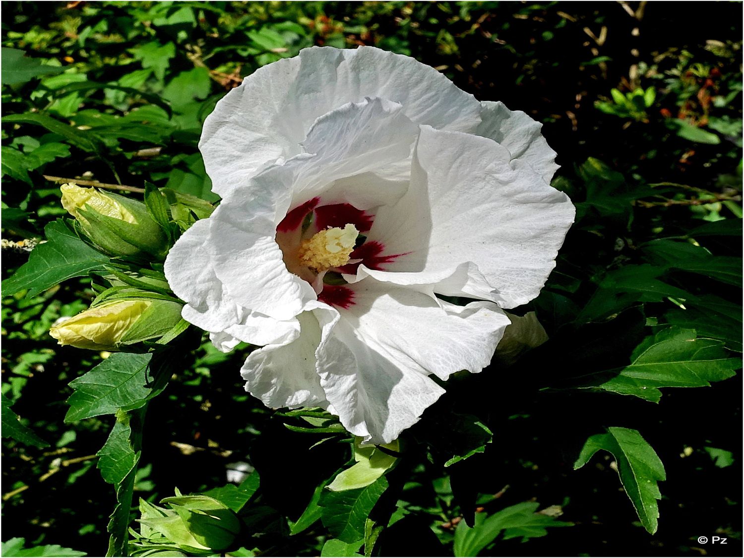 Garteneibisch 'Mathilda' - Hibiscus syriacus 'Mathilda'