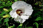 Garteneibisch 'Mathilda' - Hibiscus syriacus 'Mathilda'