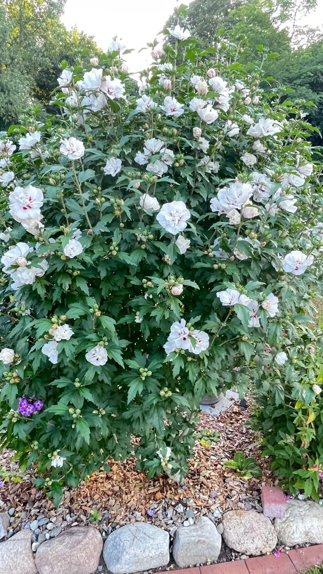 Garteneibisch 'Pink Chiffon' ® - Hibiscus syriacus 'Pink Chiffon' ®