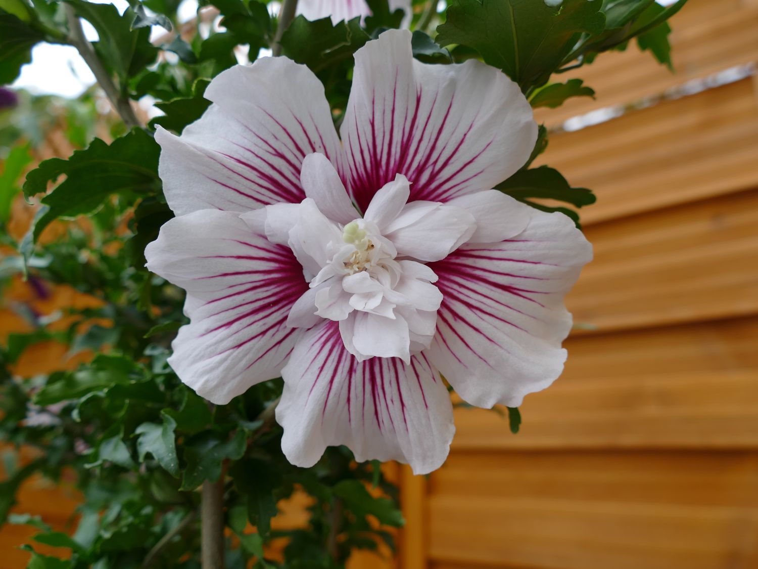 Garteneibisch 'Starbust Chiffon' - Hibiscus syriacus 'Starbust Chiffon'