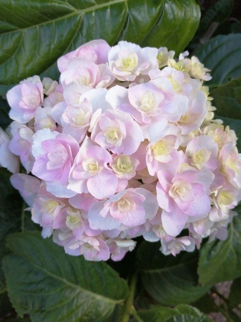 Gartenhortensie 'Love' - Hydrangea macrophylla 'Love'