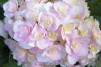 Gartenhortensie 'Love' - Hydrangea macrophylla 'Love'