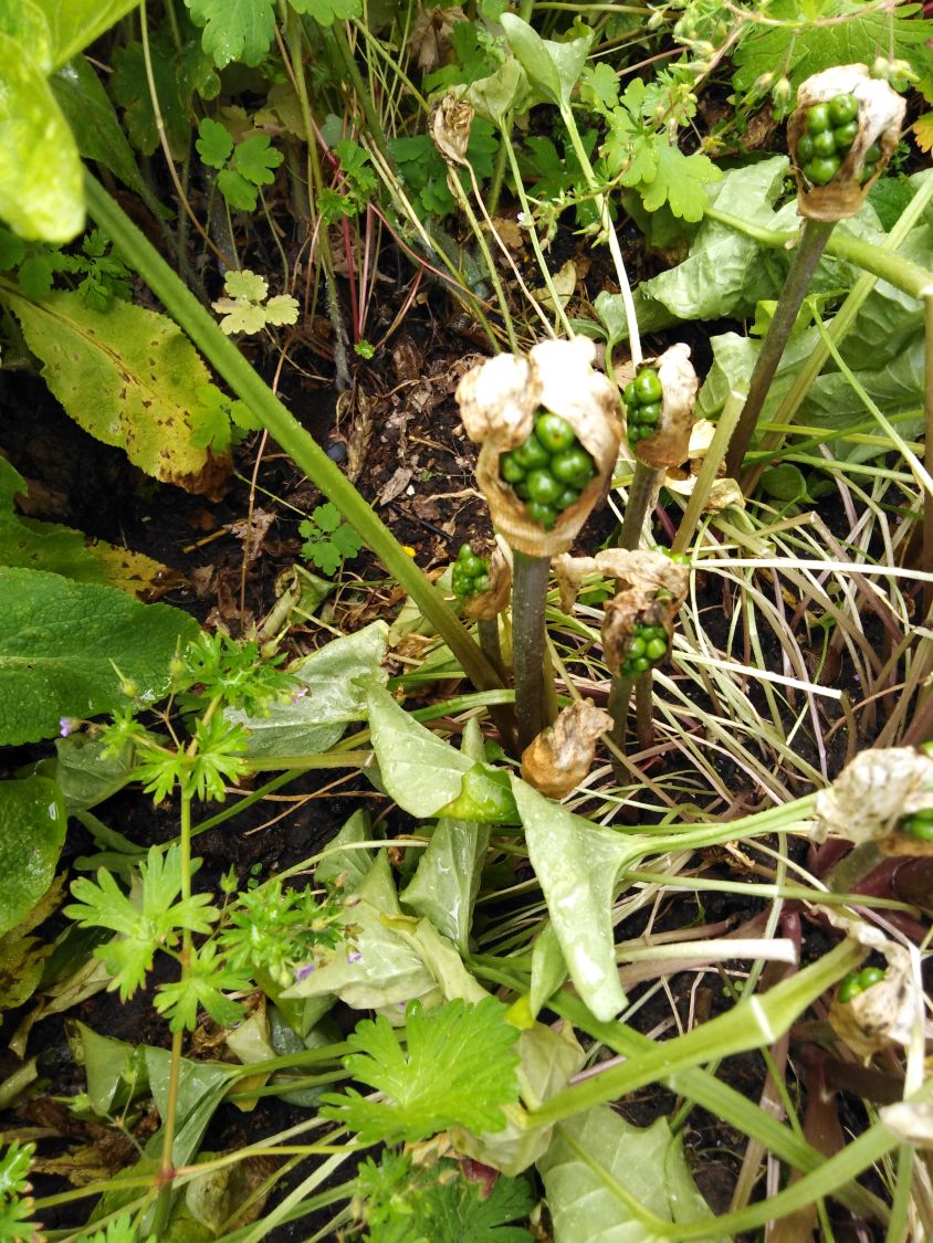 Geaderter Aronstab (Arum italicum) - perfekte Stauden & Ratgeber