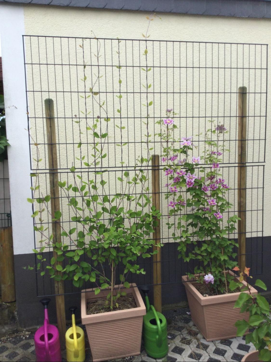 Geißblatt / Geißschlinge 'American Beauty' - Lonicera x heckrottii 'American Beauty'