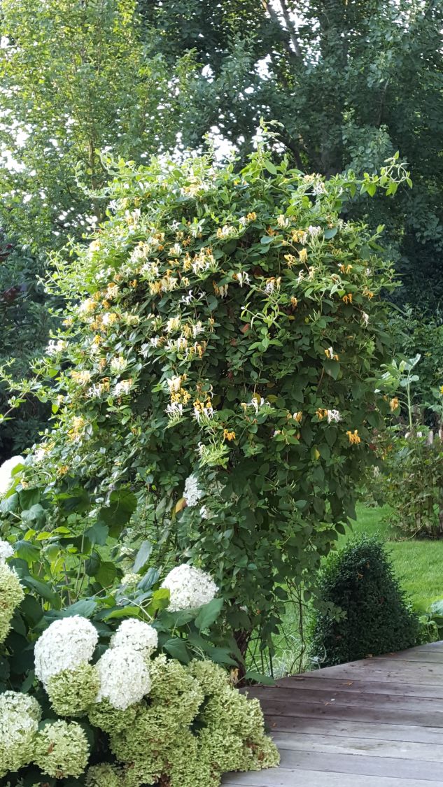 Schlingende Heckenkirsche - Lonicera similis var. delavayi