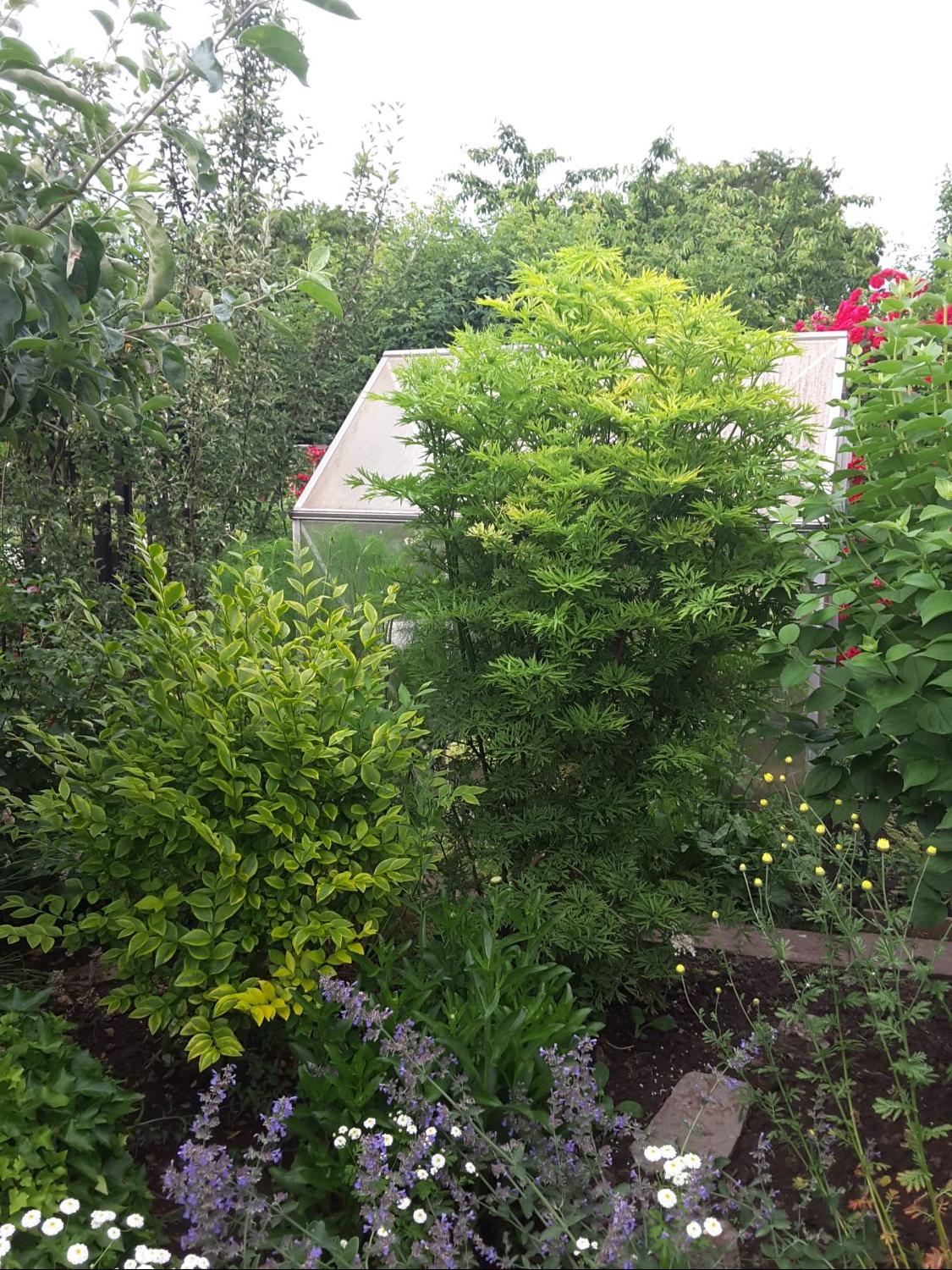 Gelblaubiger Säulen-Holunder 'Golden Tower' ® - Sambucus nigra 'Golden Tower' ®