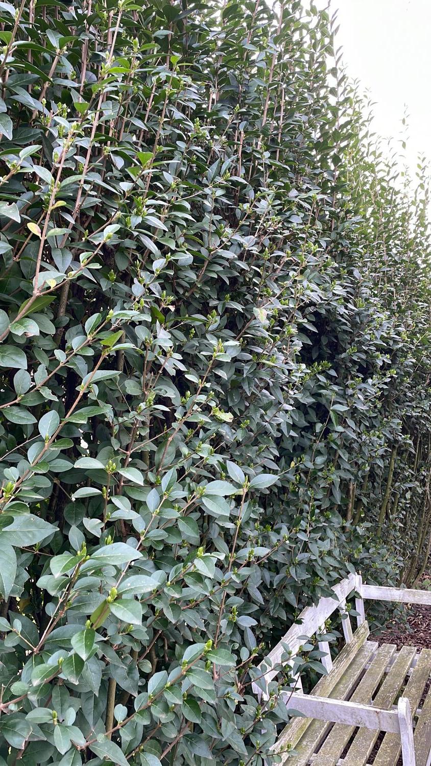 Gemeiner Liguster / Gewöhnlicher Liguster - Ligustrum vulgare