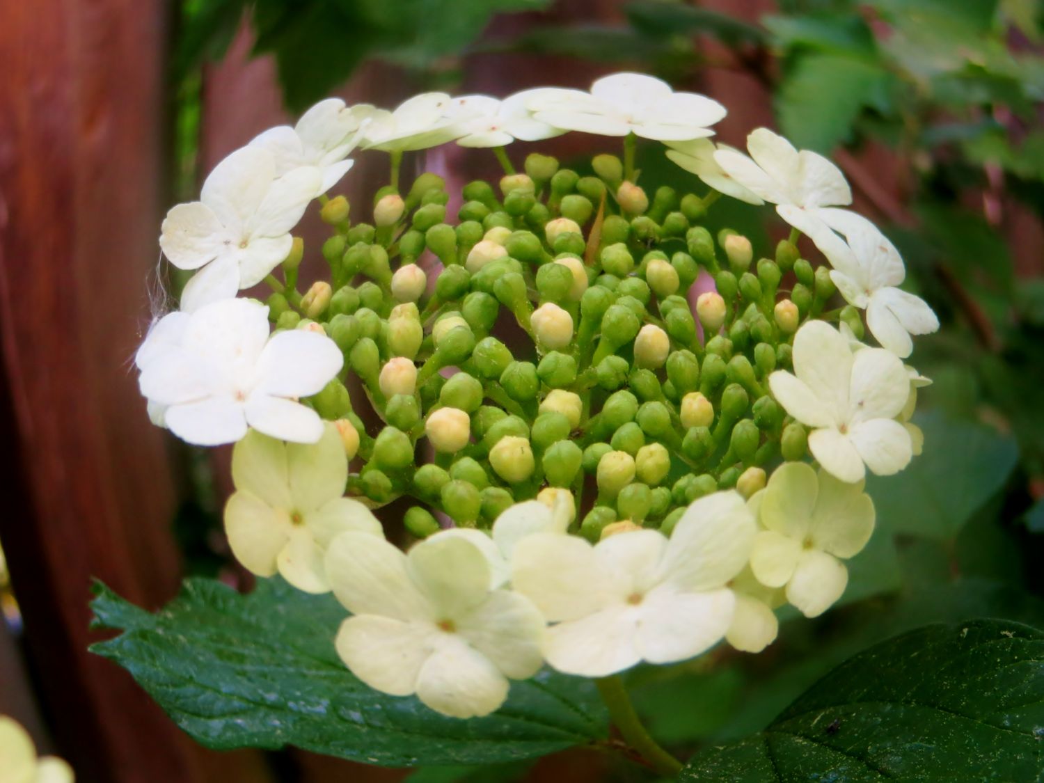 Gemeiner Schneeball - Viburnum opulus