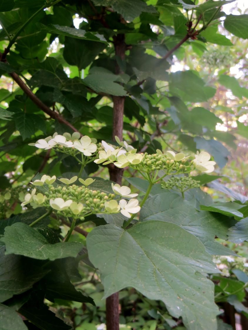 Gemeiner Schneeball - Viburnum opulus