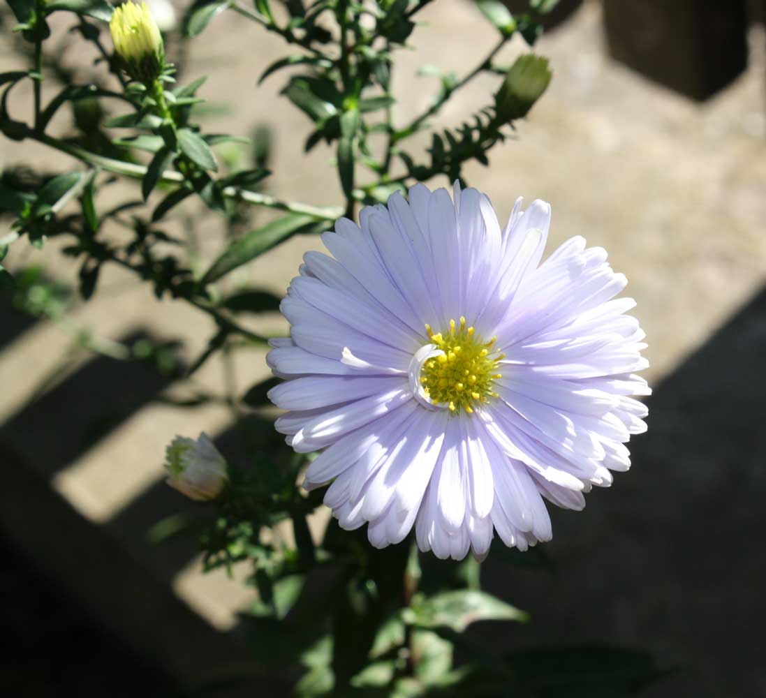Glattblatt-Aster 'Porzellan' - Aster novi-belgii 'Porzellan'