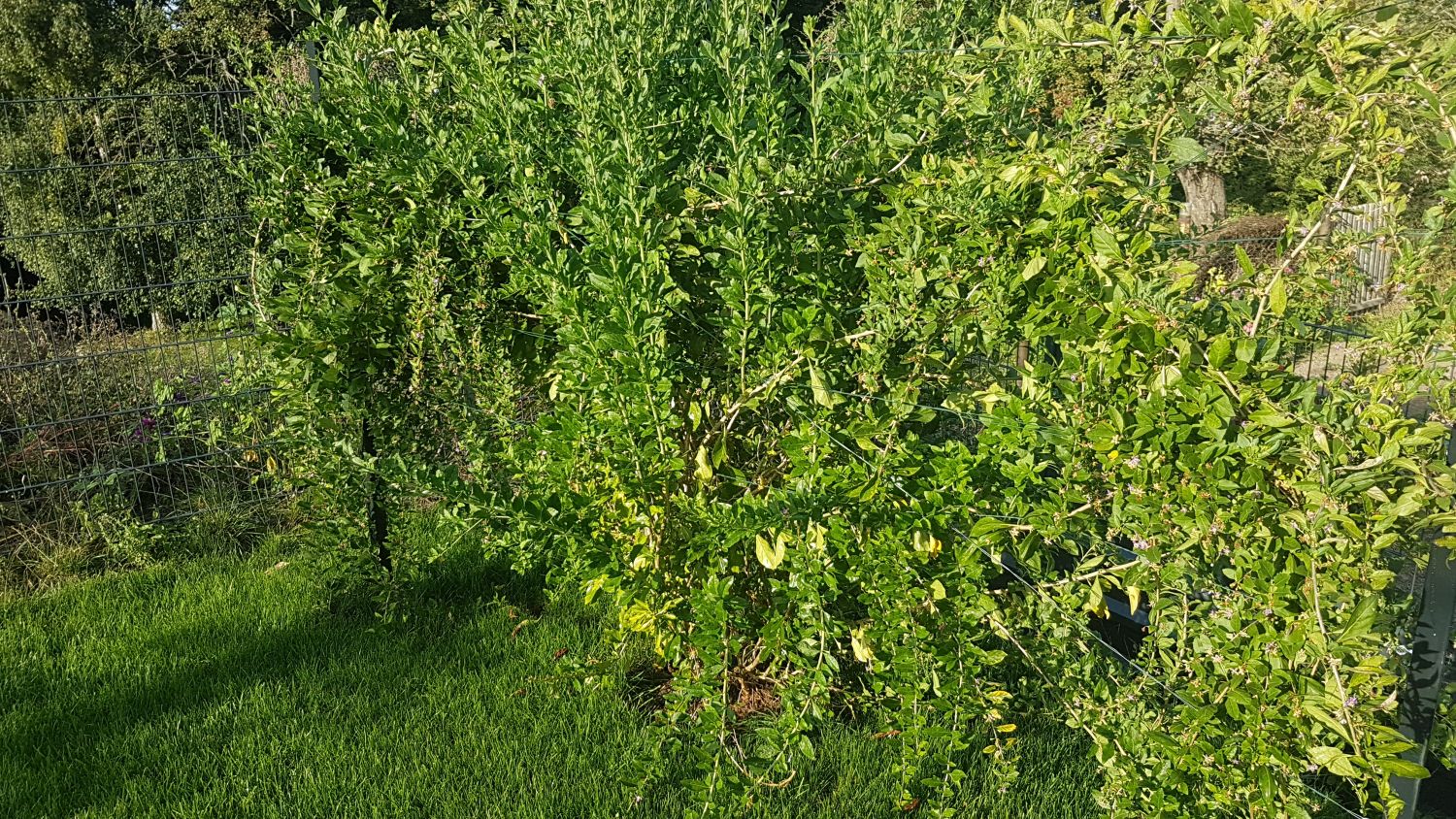 Gojibeere / Gemeiner Bocksdorn / Teufelszwirn 'No. 1 Lifeberry